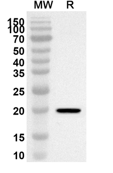 RLN2 Rabbit Polyclonal Antibody