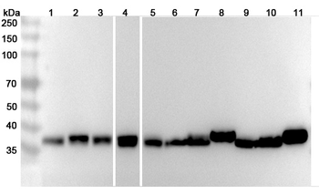 ALDOA Rabbit Polyclonal Antibody