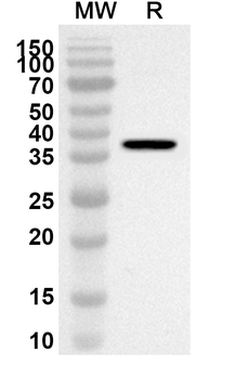 INS Rabbit Polyclonal Antibody