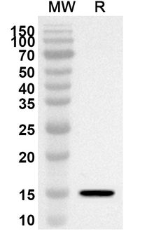 KNG1 Rabbit Polyclonal Antibody