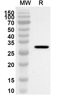 ADAM20 Rabbit Polyclonal Antibody