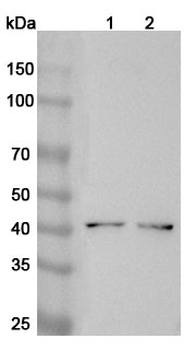 AIM2 Rabbit Polyclonal Antibody