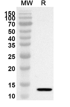 CCL24/Eotaxin-2/MPIF-2 Rabbit Polyclonal Antibody