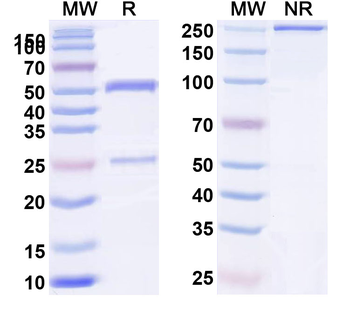 MRGPRX2/MRGX2 Monoclonal Mouse Monoclonal Antibody
