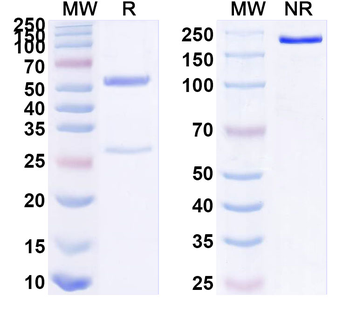 CD87/PLAUR/uPAR Monoclonal Rat Monoclonal Antibody