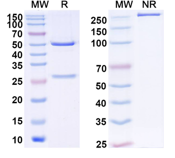 CD87/PLAUR/uPAR Monoclonal Rat Monoclonal Antibody
