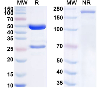 CD87/PLAUR/uPAR Monoclonal Rat Monoclonal Antibody