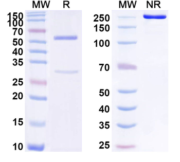 Benzonase Nuclease Monoclonal Mouse Monoclonal Antibody