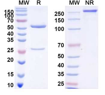 cGMP Monoclonal Mouse Monoclonal Antibody