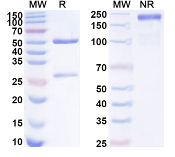 CRP Monoclonal Mouse Monoclonal Antibody