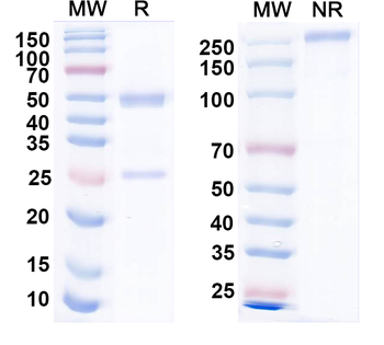 FLT1/VEGFR1 Monoclonal Mouse Monoclonal Antibody
