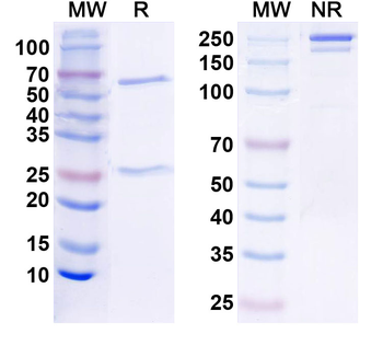 FLT1/VEGFR1 Monoclonal Mouse Monoclonal Antibody