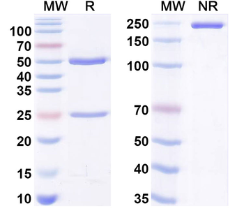 PGF/PlGF/PLGF Monoclonal Mouse Monoclonal Antibody