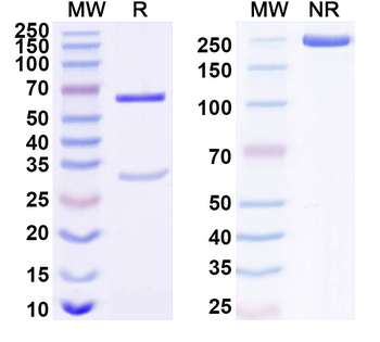 IGFBP1 Monoclonal Mouse Monoclonal Antibody