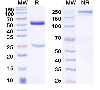 PAPPA Monoclonal Mouse Monoclonal Antibody
