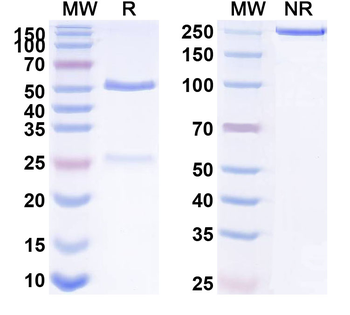 CST3/Cys C Monoclonal Mouse Monoclonal Antibody