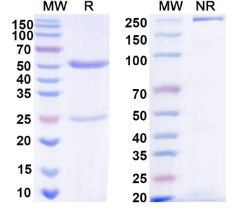 FSH Monoclonal Mouse Monoclonal Antibody