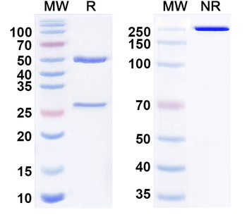 FSH Monoclonal Mouse Monoclonal Antibody