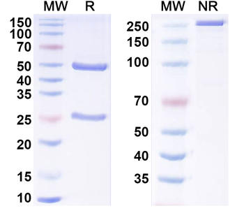 MPO/Myeloperoxidase Monoclonal Mouse Monoclonal Antibody