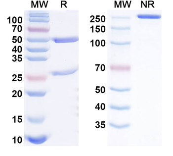 MYO Monoclonal Mouse Monoclonal Antibody