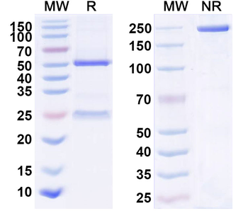 HB/Hemoglobin Monoclonal Mouse Monoclonal Antibody