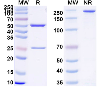 HB/Hemoglobin Monoclonal Mouse Monoclonal Antibody