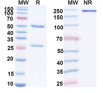TSH Monoclonal Mouse Monoclonal Antibody