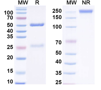 TSH Monoclonal Mouse Monoclonal Antibody