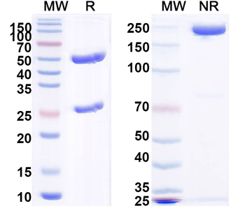 TSH Monoclonal Mouse Monoclonal Antibody