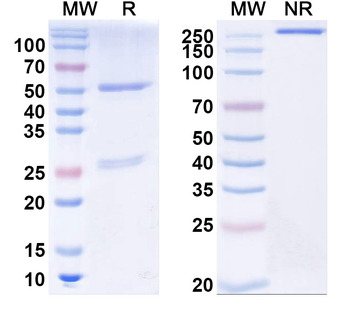 Free PSA/fPSA Monoclonal Mouse Monoclonal Antibody
