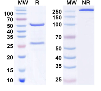 Total PSA/tPSA Monoclonal Mouse Monoclonal Antibody