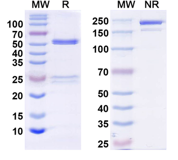 Total PSA/tPSA Monoclonal Mouse Monoclonal Antibody