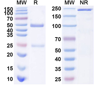 TMEM87A Monoclonal Rat Monoclonal Antibody