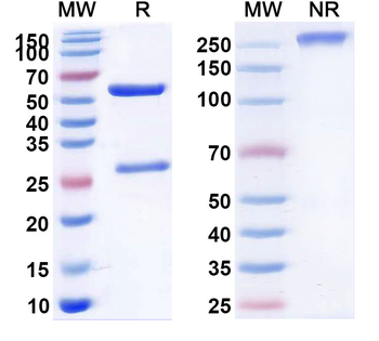 TMEM87A Monoclonal Rat Monoclonal Antibody