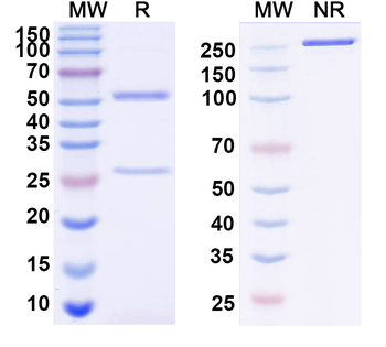 TMEM87A Monoclonal Rat Monoclonal Antibody