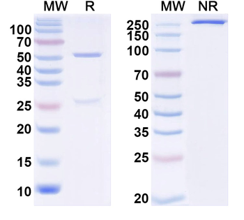 Insulin Monoclonal Mouse Monoclonal Antibody