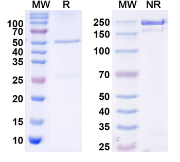 Insulin Monoclonal Mouse Monoclonal Antibody