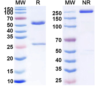 Propofol Monoclonal Mouse Monoclonal Antibody