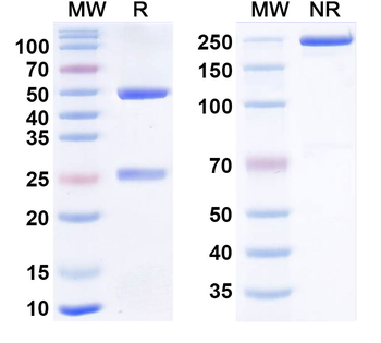 cAMP Monoclonal Mouse Monoclonal Antibody