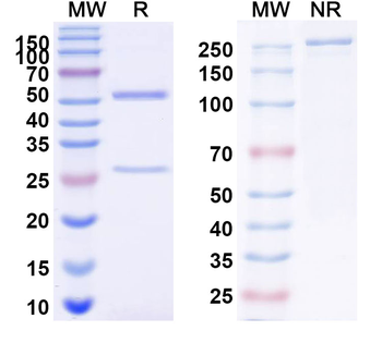 PIK3CG Monoclonal Mouse Monoclonal Antibody