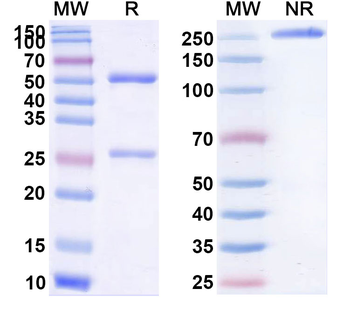 Listeria monocytogenes serovar 1/2a IAP Monoclonal Mouse Monoclonal Antibody