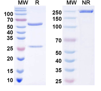 BSA Monoclonal Mouse Monoclonal Antibody