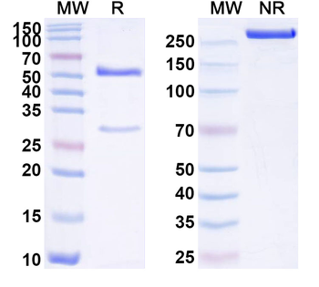 Helicobacter pylori trxA/Thioredoxin Monoclonal Mouse Monoclonal Antibody