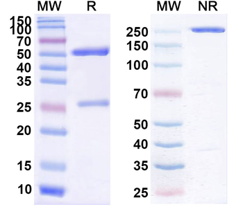 Helicobacter pylori trxA/Thioredoxin Monoclonal Mouse Monoclonal Antibody