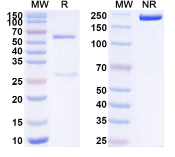 EPO Monoclonal Mouse Monoclonal Antibody