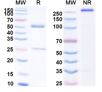 Eimeria tenella Microneme protein Monoclonal Mouse Monoclonal Antibody