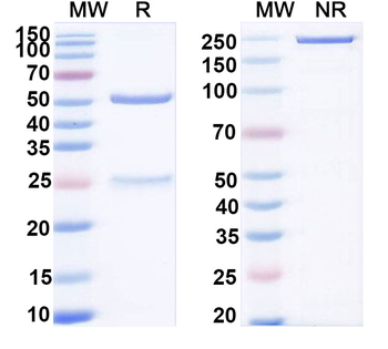 AMH Monoclonal Mouse Monoclonal Antibody