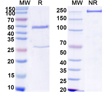 AMH Monoclonal Mouse Monoclonal Antibody