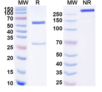 FLT1 Monoclonal Mouse Monoclonal Antibody