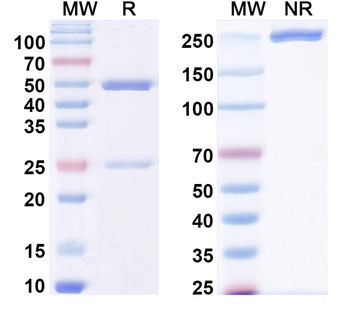 FLT1 Monoclonal Mouse Monoclonal Antibody